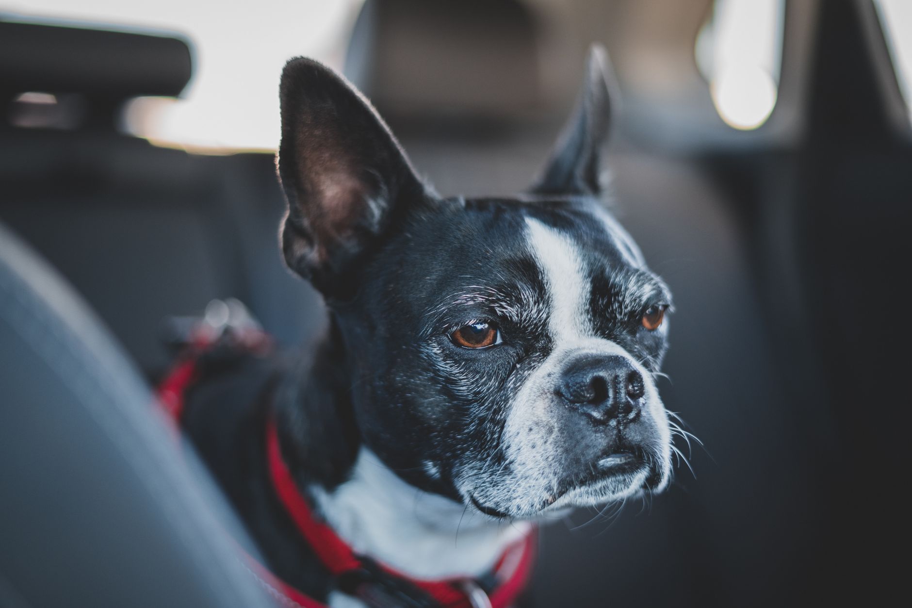 dog car seat for small dogs riding secured in a car