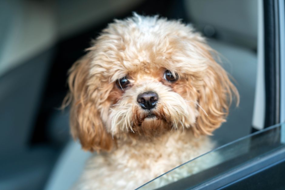 small dog in car (Manish Sharma)