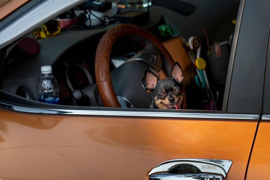 small dog in car (Quang Nguyen Vinh)